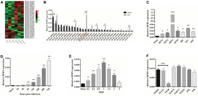 A novel lncRNA DFRV plays a dual function in influenza A virus infection